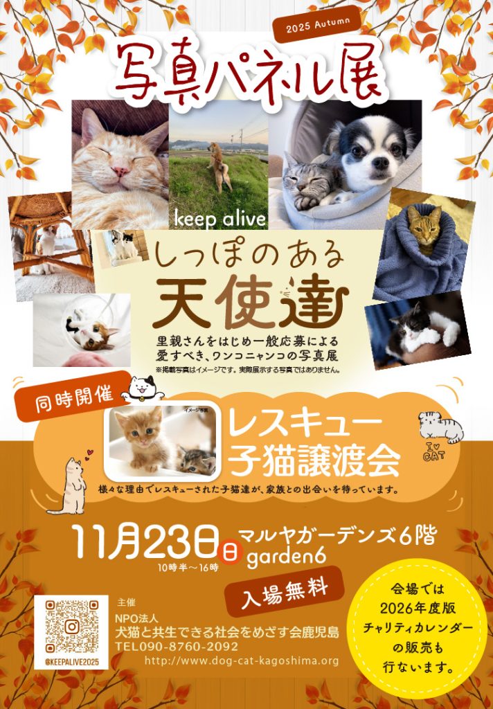 写真パネル展 しっぽのある天使達 / レスキュ－子猫譲渡会 – 天文館